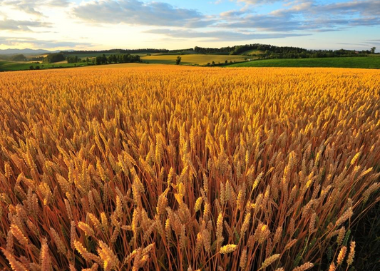 マルワ製麺 公式オンラインストアをオープンしました。