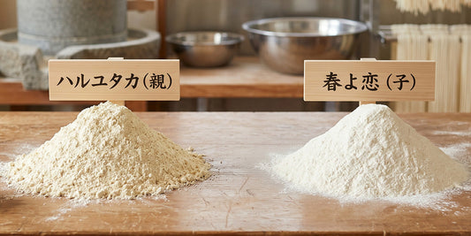 ハルユタカと春よ恋の違いとは？親子品種の特徴を比較解説